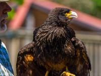 12 Greifvogelschau Schloß Hohenaschau